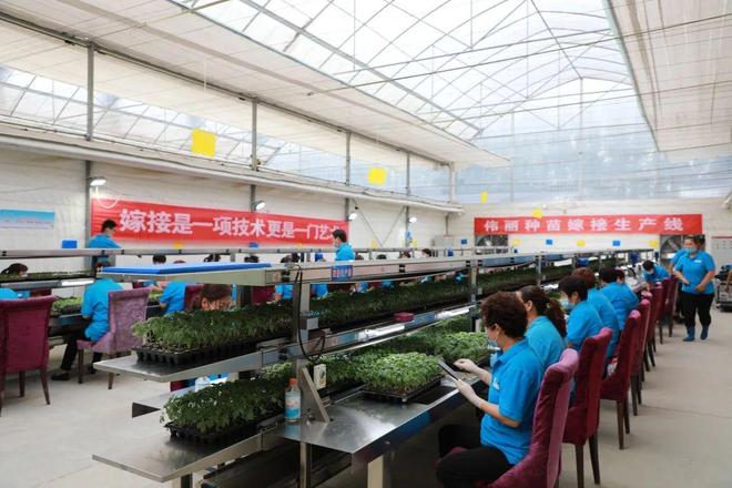 喜報！山東六家單位榮膺“全國巾幗現代農業科技示范基地”，引領技術推廣服務新風尚